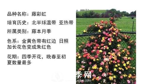 藤本月季经典品种介绍，每一款都很美(图12)