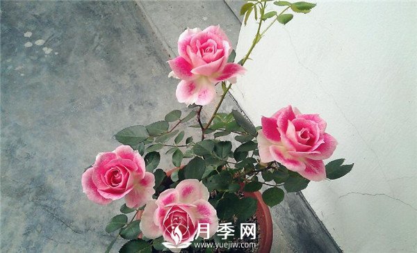 推荐丰花仙境月季，抗旱抗病，开花效果棒(图3)