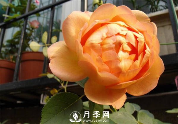 合理修剪是月季花期控制的关键(图1)