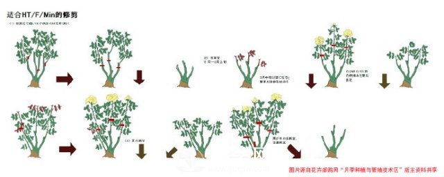 月季修剪图解 上海龙凤419有详细说明(图2)