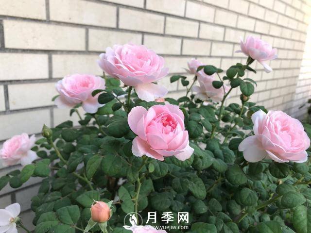 月季花黄叶怎么办？注意4个细节，叶片绿又亮(图2)