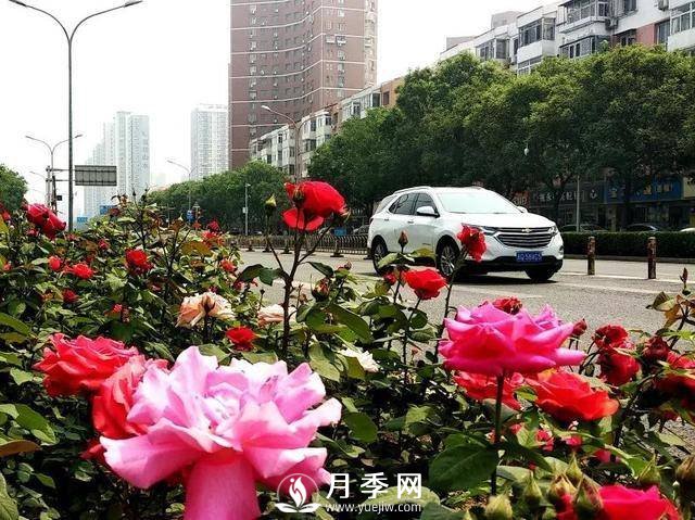 北京石景山 月季花开惹人醉(图2)