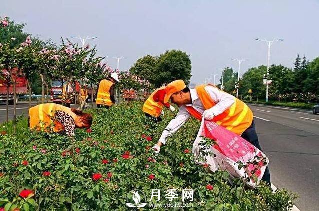 人喊“热” 花草树木也中暑 看我们大南阳如何抗旱防涝(图2)