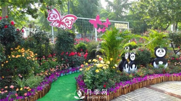 郑州市2015年第二十一届月季花展景观(图4)