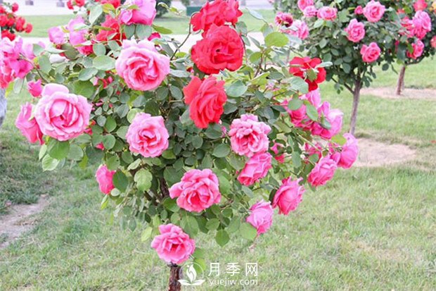 月季发生虫害不要慌！教你如何一网打尽(图1)