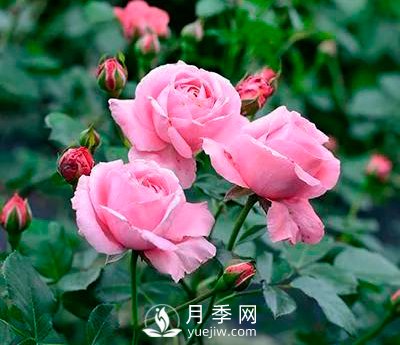 读书：那颗起死回生的月季花啊(图1)