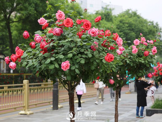 上海龙凤419：树状月季四季管理养护技巧(图1)