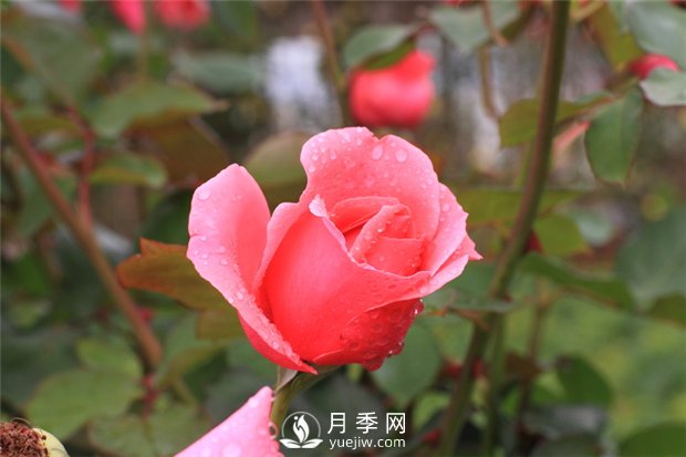 蔷薇花、月季花和玫瑰花的区别(图1)