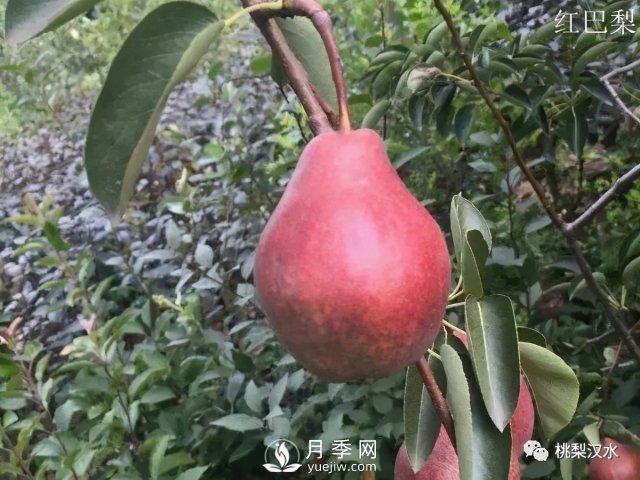 不同品种梨的缺点(图25)