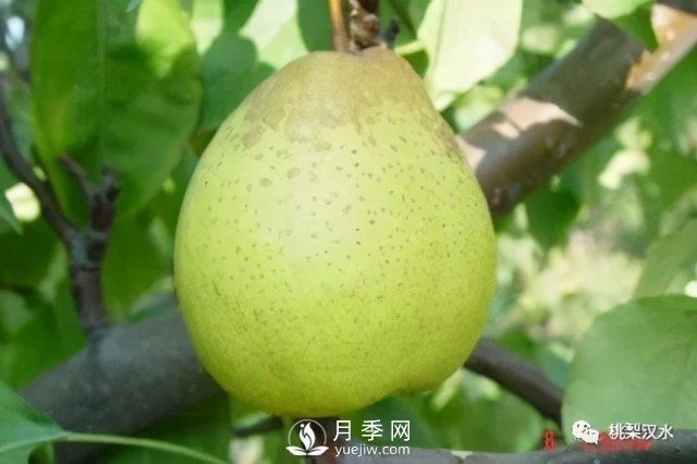 不同品种梨的缺点(图2)