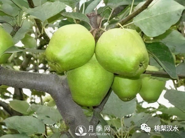 不同品种梨的缺点(图9)