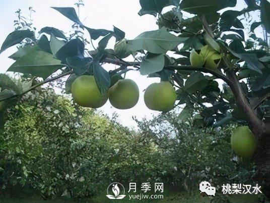 不同品种梨的缺点(图16)