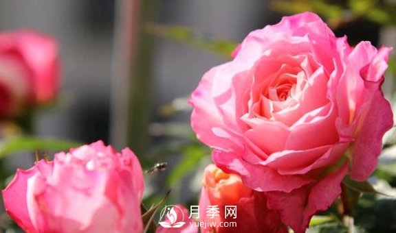 养月季，注意施肥姿势不对，月季不开花，力气还白费！(图3)