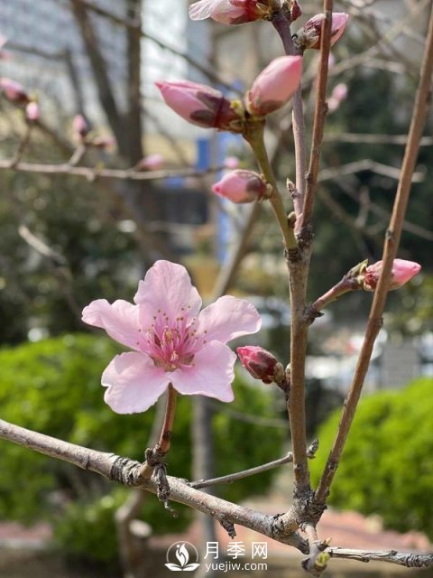 河南省气象局发布花期地图 洛阳牡丹花4月3日进入初花期(图3)