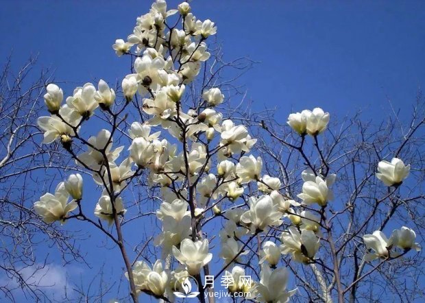 南阳南召：玉兰花大全，5种玉兰简介(图1)