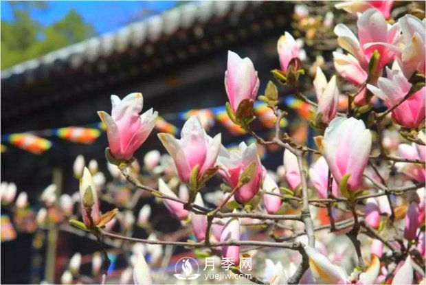 南阳南召：玉兰花大全，5种玉兰简介(图3)