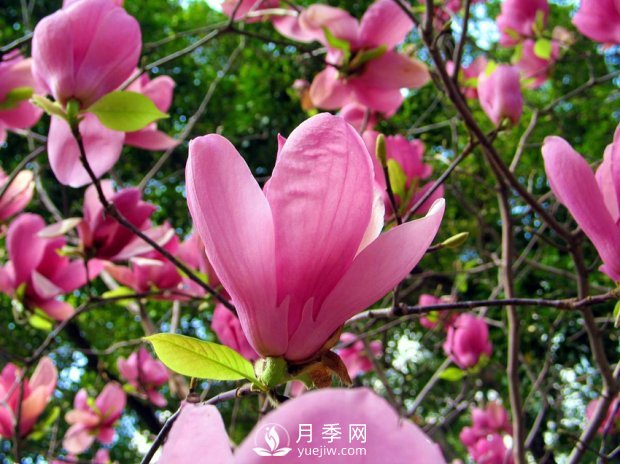 南阳南召：玉兰花大全，5种玉兰简介(图2)