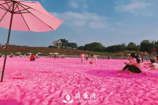 四川南充月季花海迎来1000㎡粉色沙滩，4月3日浪漫迎客(图3)