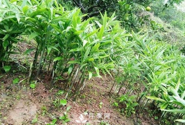 南阳黄精种苗种植基地(图1)