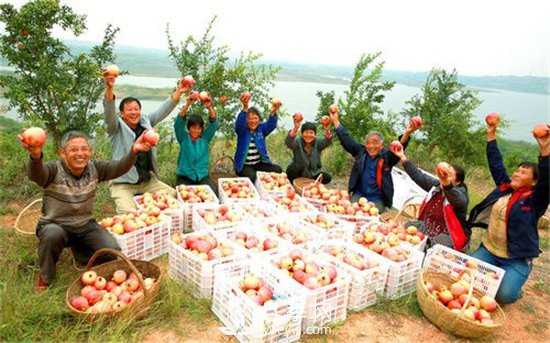 南阳淅川万亩突尼斯软籽石榴基地(图3)