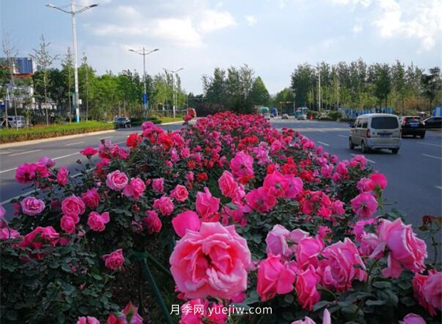 济南月季景观当属唐冶街道月季树(图2)