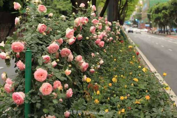 成都“高颜值”月季花开正艳，50多个品种美爆街头(图2)