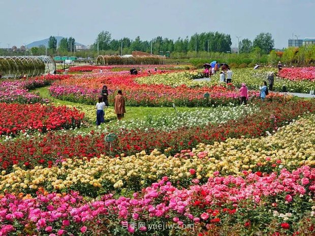 南阳世界月季大观园西园二期开放，第十二届南阳月季花会等你来(图1)