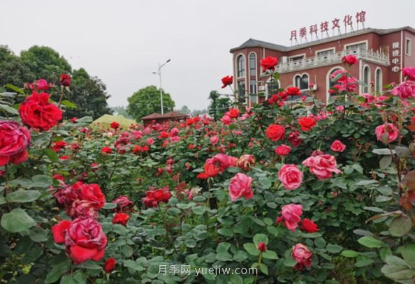 宜昌枝江：缤纷月季阵阵香 以花为谋促振兴(图1)