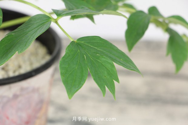 洛阳牡丹花什么时候开花(图3)