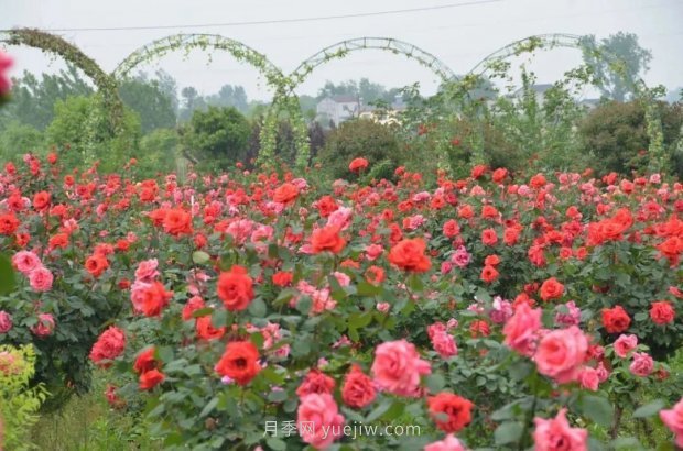 四月盛放的月季时间，湖北宜昌给你的专属浪漫花园(图8)