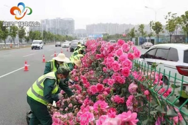 武汉市首条全月季景观带 为“五一”小长假增色添彩(图3)