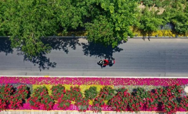 2185万株市花月季盛开！请叫郑州“月季花城”(图6)