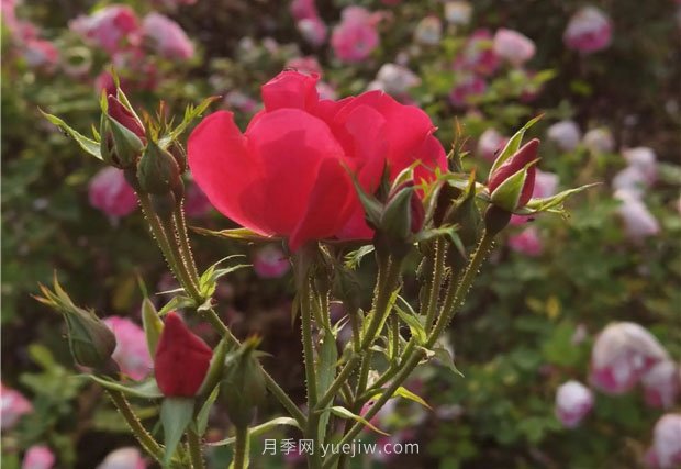 淮南市花月季盛开，来舜耕山风景区欣赏(图2)