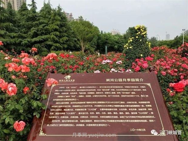 月季名园：三门峡市涧河公园月季园(图1)