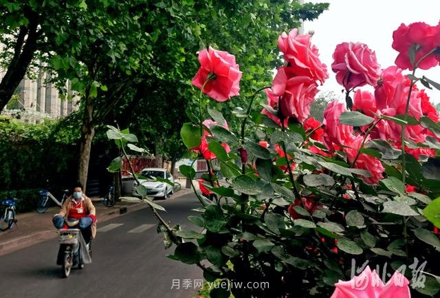 河北石家庄市花月季开 添彩省会美景(图2)