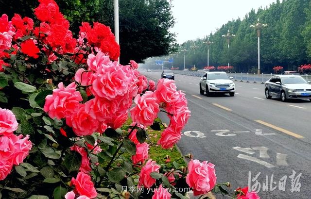 河北石家庄市花月季开 添彩省会美景(图1)