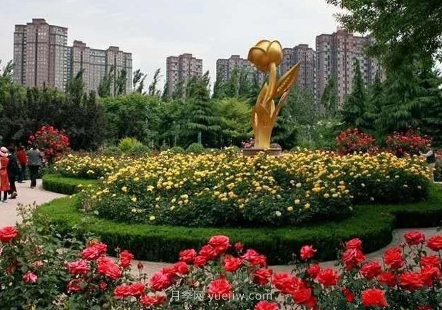 月季名园：三门峡市涧河公园月季园(图4)