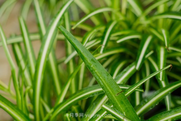 室内喜阴的四个植物(图1)