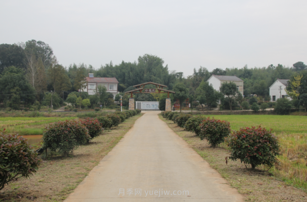 乡村绿化美化：湖北杨桥村(图1)