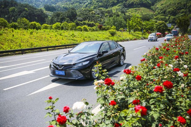 浙江杭州：淳安***美公路处处月季香(图2)