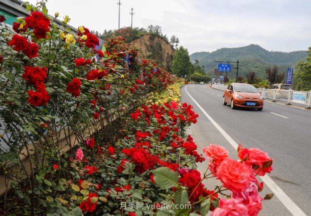 浙江杭州：淳安***美公路处处月季香(图1)