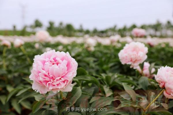 洛阳芍药花海向市民游客免费开放(图3)