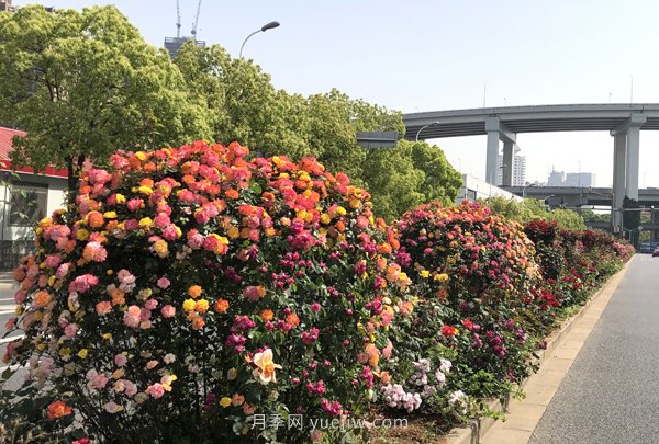 百个景点、百条花道、百里花带……未来几月，上海繁花似锦(图5)