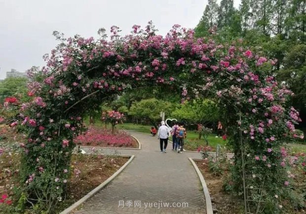 武汉花路看5600米月季花景观带，各类月季品种美不胜收(图3)
