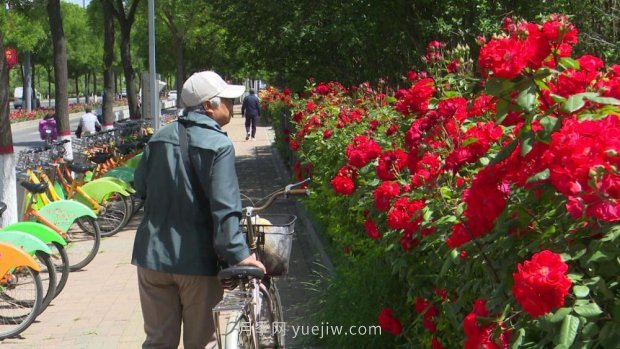 太原三百万株月季玫瑰盛开，许你一座浪漫之都(图8)