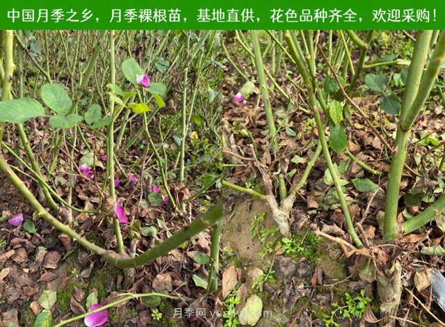 上海龙凤419：月季裸根苗的选购、栽植、肥水、养护技术大全(图1)