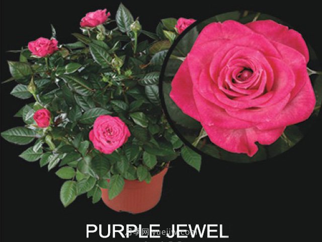 紫色宝石月季(图1)