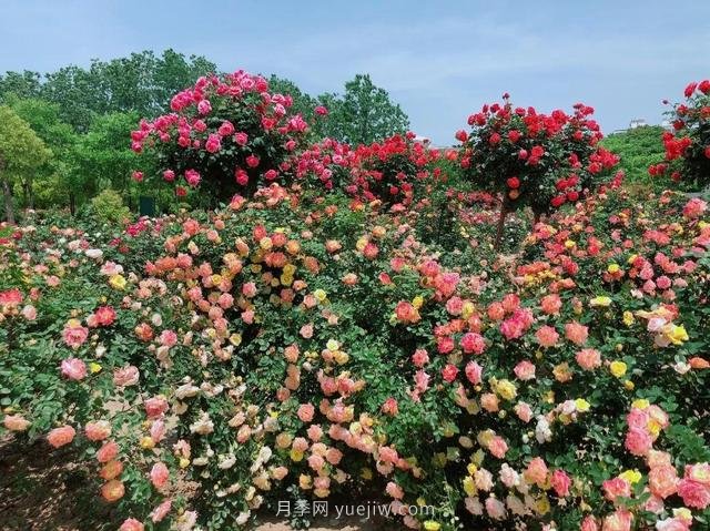 淮安初夏，从一场惊艳的月季花海开始！(图3)