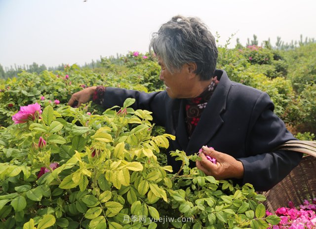 新乡辉县：缤纷玫瑰扑鼻香 幸福花开富老乡(图1)