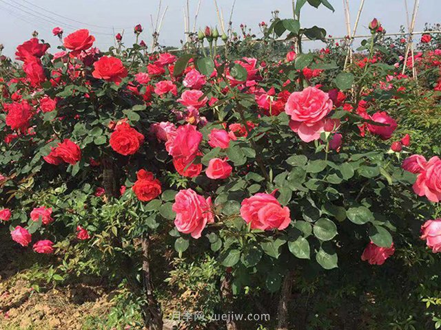 从养护月季花的三大方面出发谈谈对它的管理(图1)